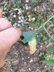 Heteroecus dasydactyli