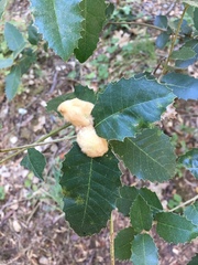 Heteroecus dasydactyli