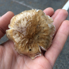 Limacella