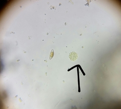 Hydrodictyaceae
