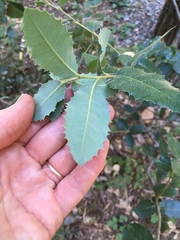 Heteroecus dasydactyli