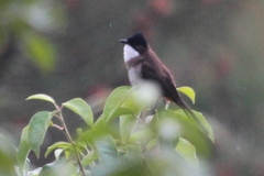 Pycnonotus xanthorrhous