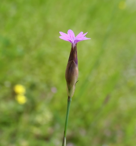 Image of Petrorhagia dubia by no rights reserved