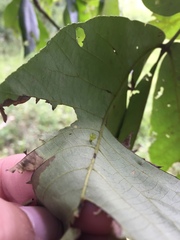 Caryomyia flaticrustum