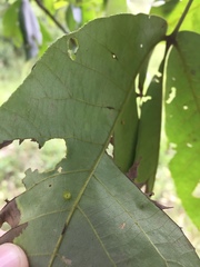 Caryomyia flaticrustum