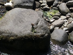 Basiliscus galeritus