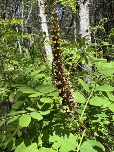 Image of Amorpha californica by (c) John Hibbard, some rights reserved (CC BY)