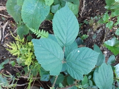 Rubus dasyphyllus