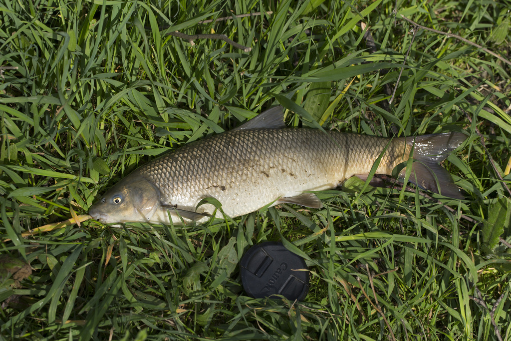 Capoeta sevangi