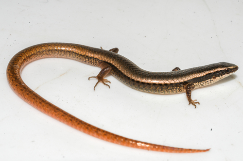 Roraima Tegu, Gymnophthalmus vanzoi
