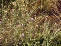 Centaurea borysthenica