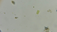 Scenedesmus