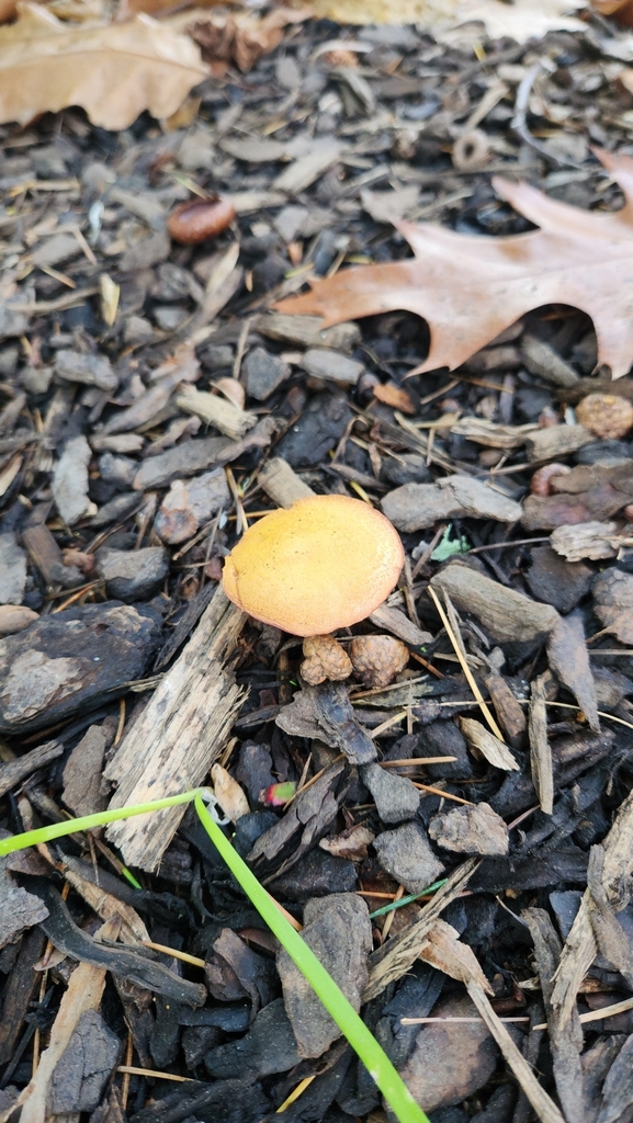 Chalciporus piperatus · April 2025 · photo: © squidney8 (iNaturalist, cc0)