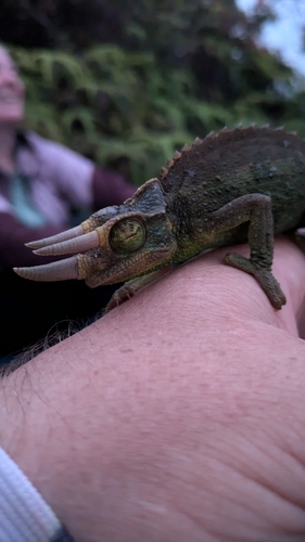 Trioceros jacksonii observed 2025-04-22