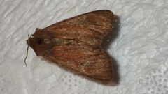 Apamea lateritia