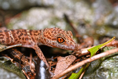 Wangshu Cave Gecko photo 1