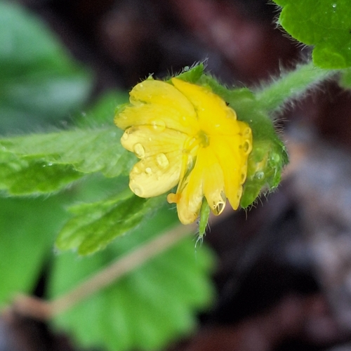 Image of Agrimonia agrimonoides by (c) Marek Hrušovský, some rights reserved (CC BY)