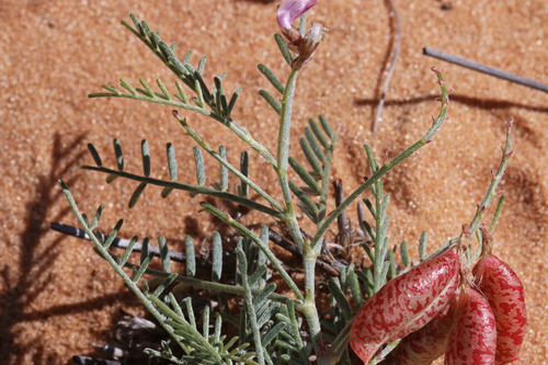 Astragalus ceramicus var. ceramicus
