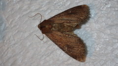 Apamea lateritia