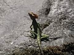 Basiliscus galeritus