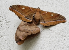 Antheraea polyphemus