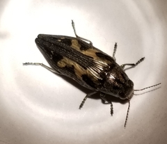 Buprestis laeviventris