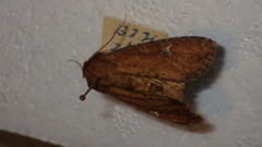 Apamea lateritia
