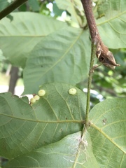 Caryomyia inflata