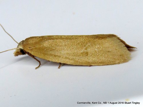 Aethes spartinana