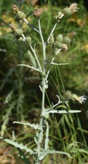 Cirsium douglasii