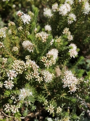 Agathosma hispida