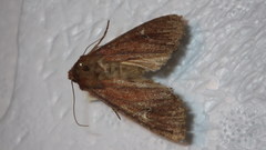 Apamea lateritia