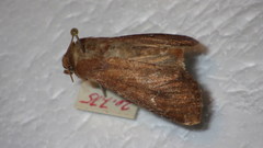 Apamea lateritia