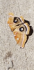 Antheraea polyphemus