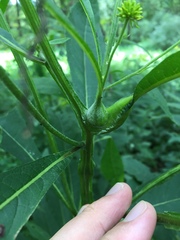 Neolasioptera incisa