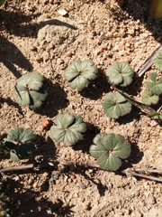 Pelargonium ternifolium