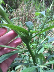 Neolasioptera incisa