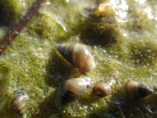 Peringia ulvae
