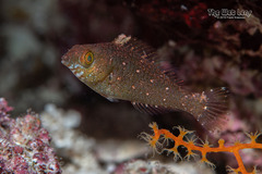Viridescent Parrotfish photo 2