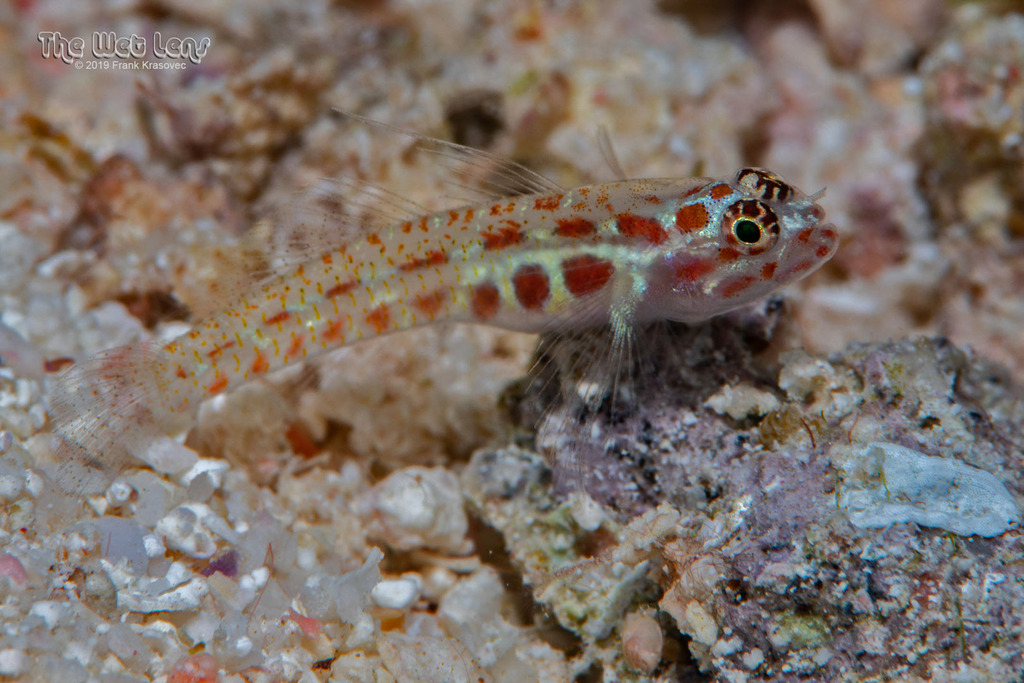 Green Pygmy-Goby