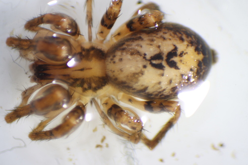 Buzzing Spider, Velp, Nederland, photo 7 of 10