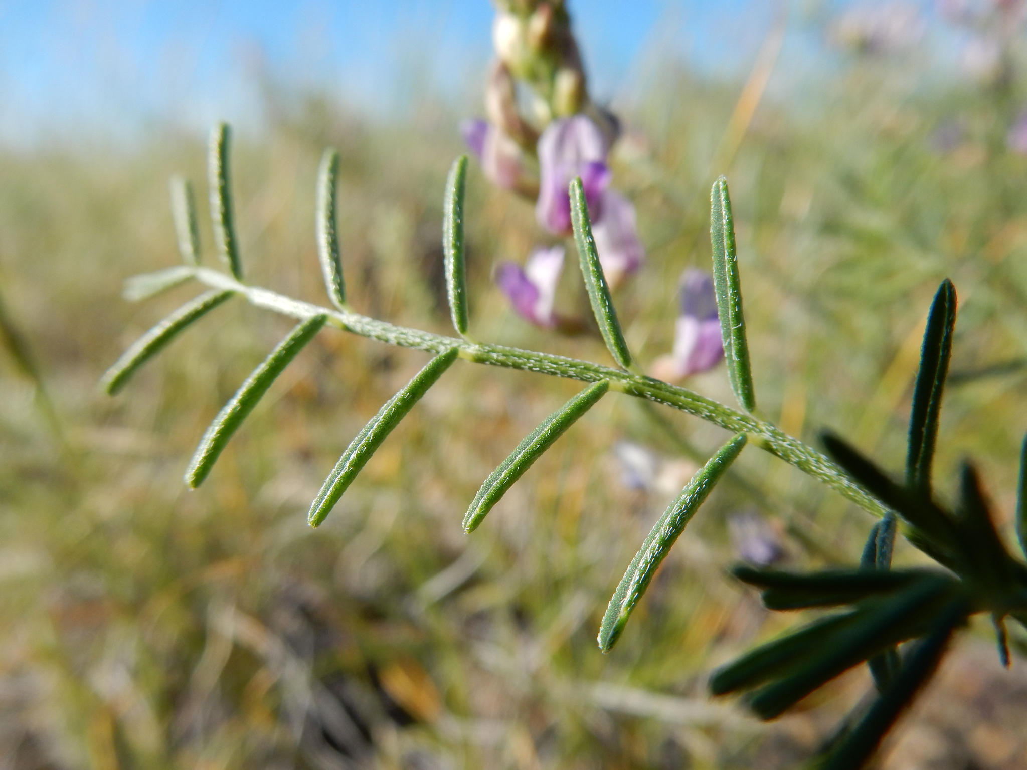 Astragalus flexuosus var. flexuosus