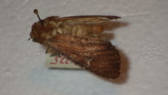 Apamea lateritia
