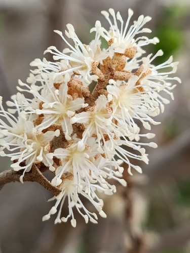 Croton niveus, photograph 5