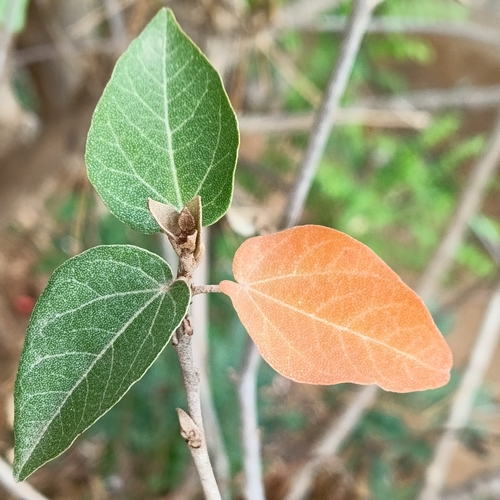 Croton niveus, photograph 6
