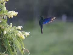Pterophanes cyanopterus