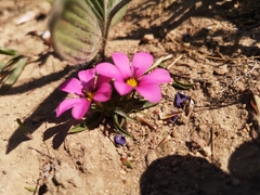 Moraea versicolor