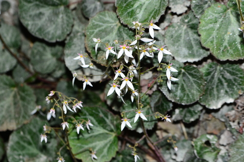 Image of Creeping Saxifrage (Saxifraga stolonifera) by no rights reserved