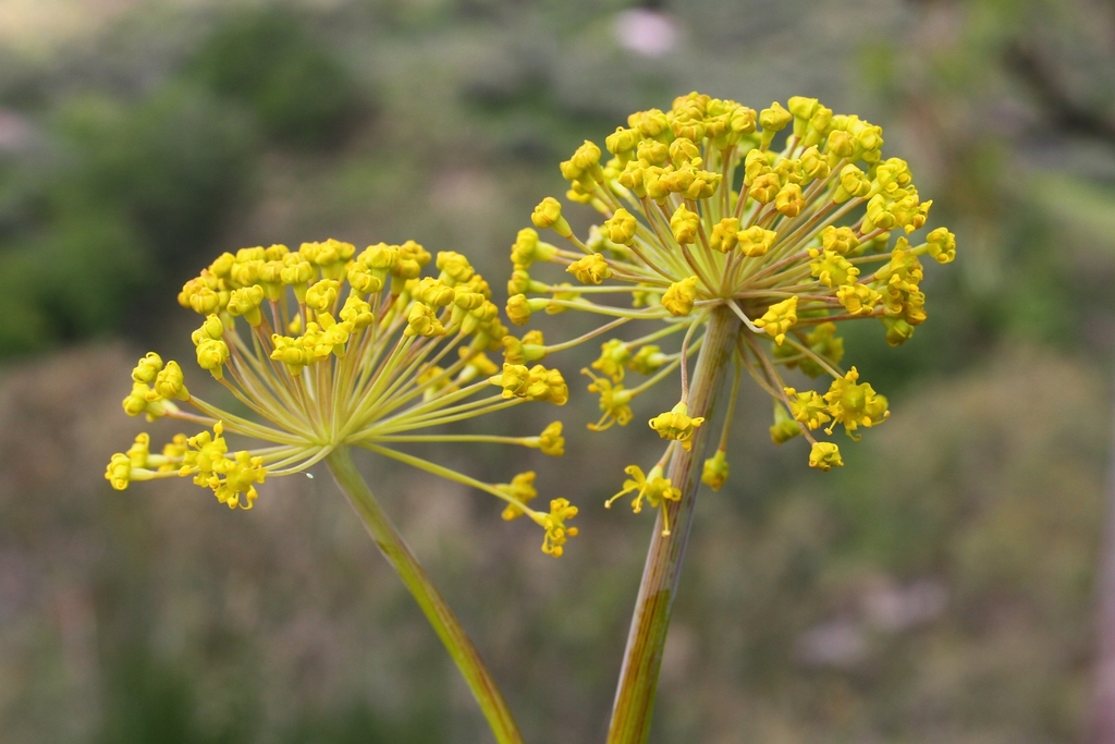Italian Thapsia