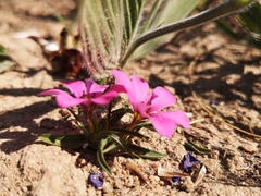 Moraea versicolor